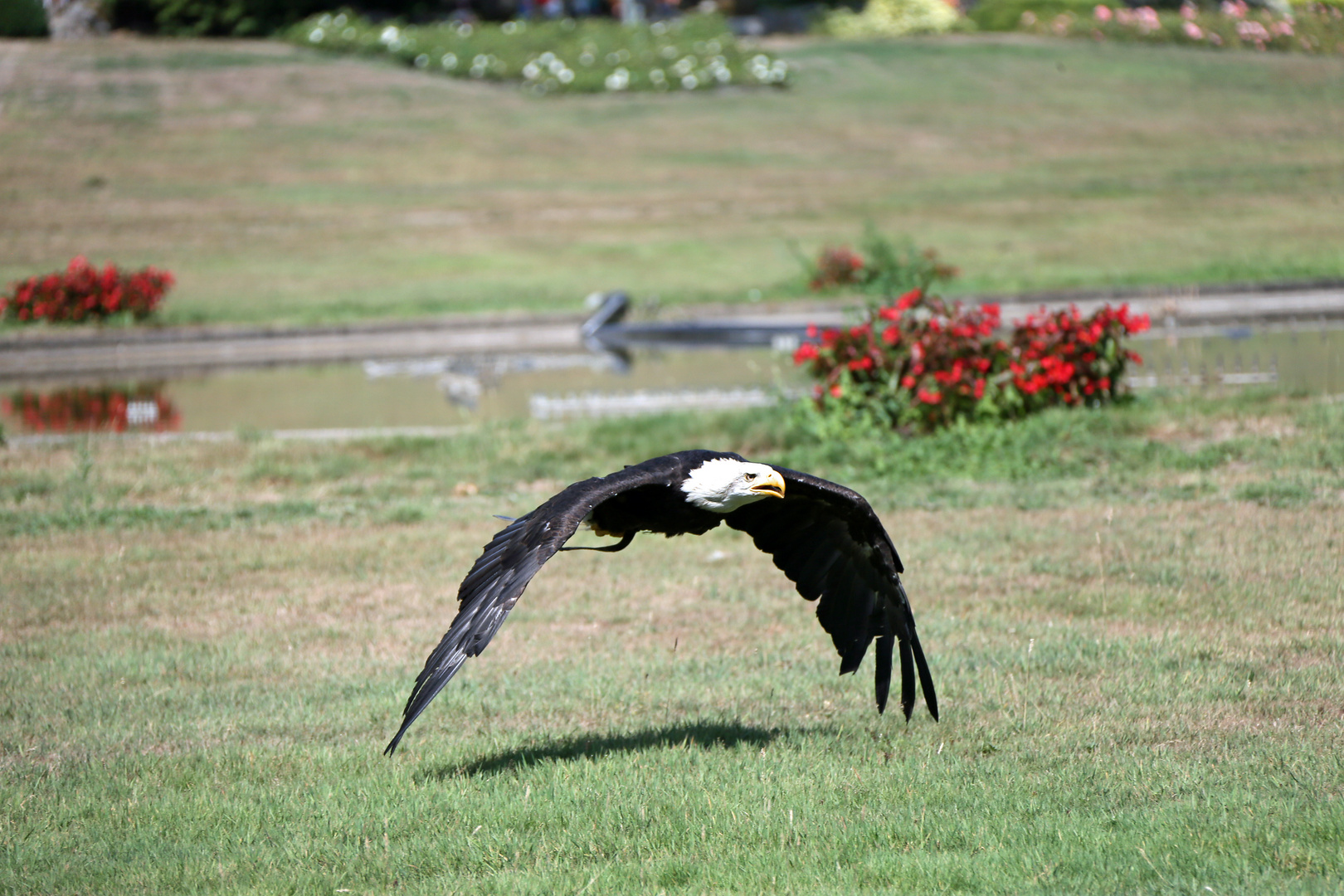 Weißkopfseeadler -Vorbeiflug -3-