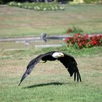 Weißkopfseeadler -Vorbeiflug -3-