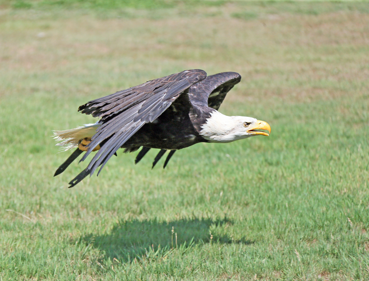 Weißkopfseeadler -Vorbeiflug- 