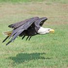 Weißkopfseeadler -Vorbeiflug- 