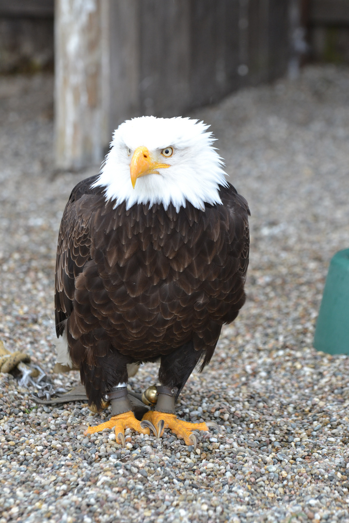 Weißkopfseeadler / Wildpark auf dem Potzberg