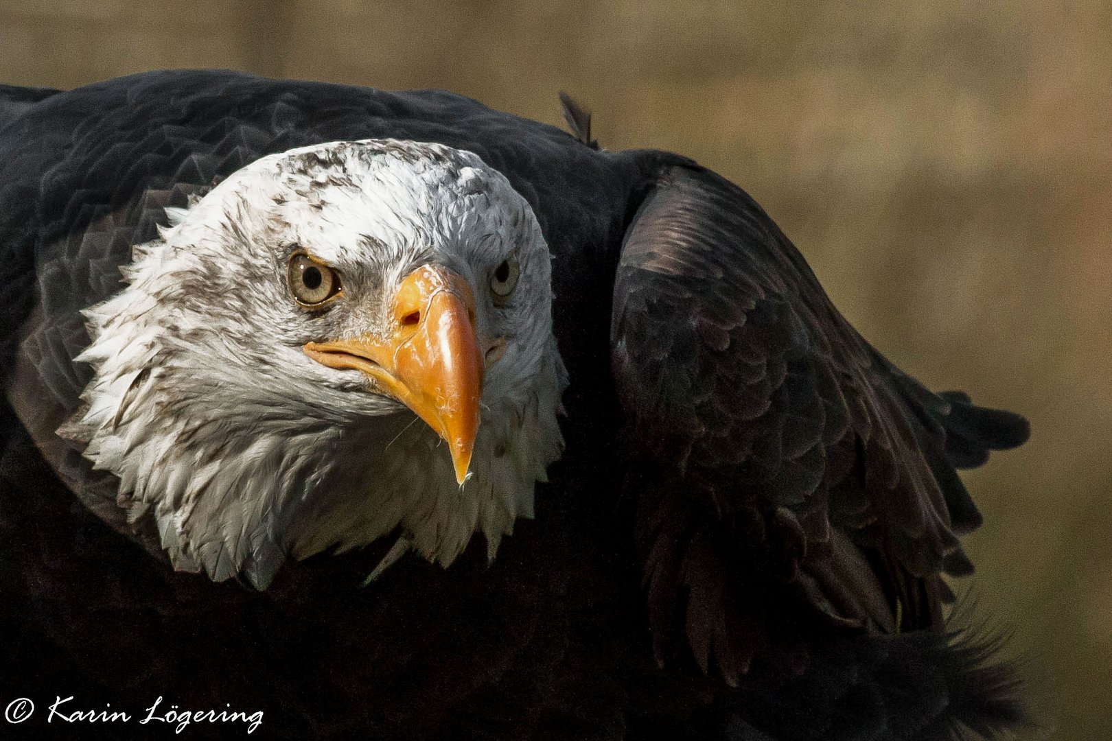 Weißkopfseeadler Wildpark Lüneburger Heide