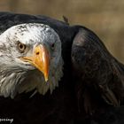 Weißkopfseeadler Wildpark Lüneburger Heide