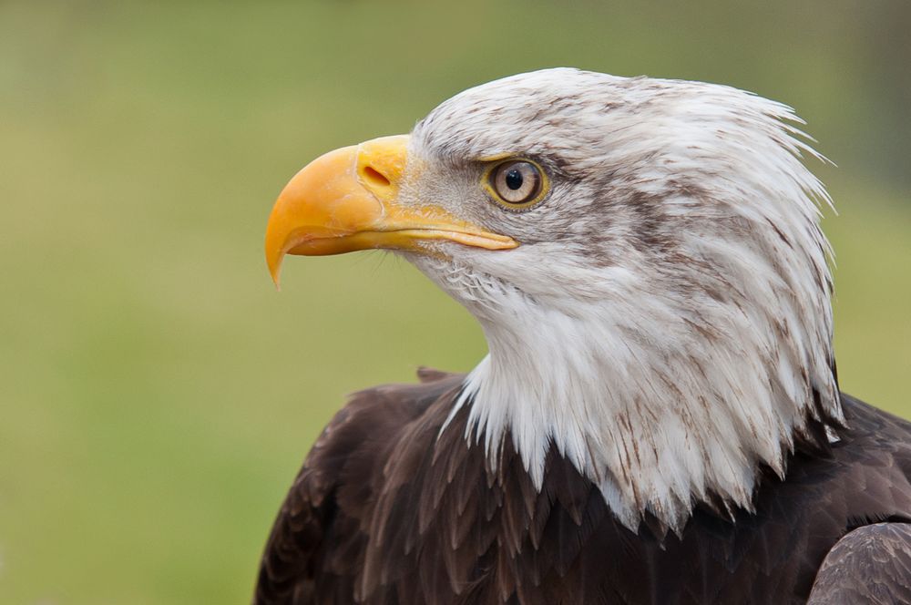 Weisskopfseeadler / Wildpark Lüneburger Heide