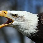 Weisskopfseeadler "YUKON"