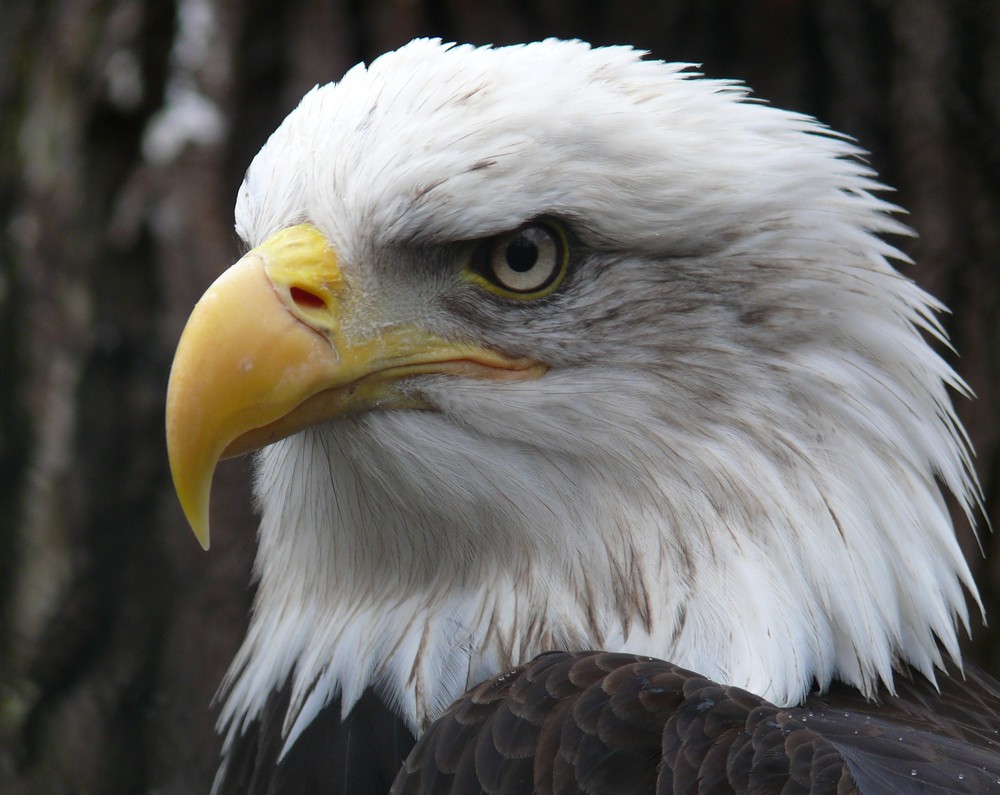 Weißkopfseeadler (Zoo Berlin)