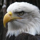 Weißkopfseeadler (Zoo Berlin)