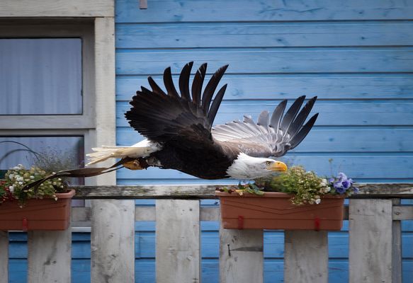Weißkopfseeadler Zoo Hannover