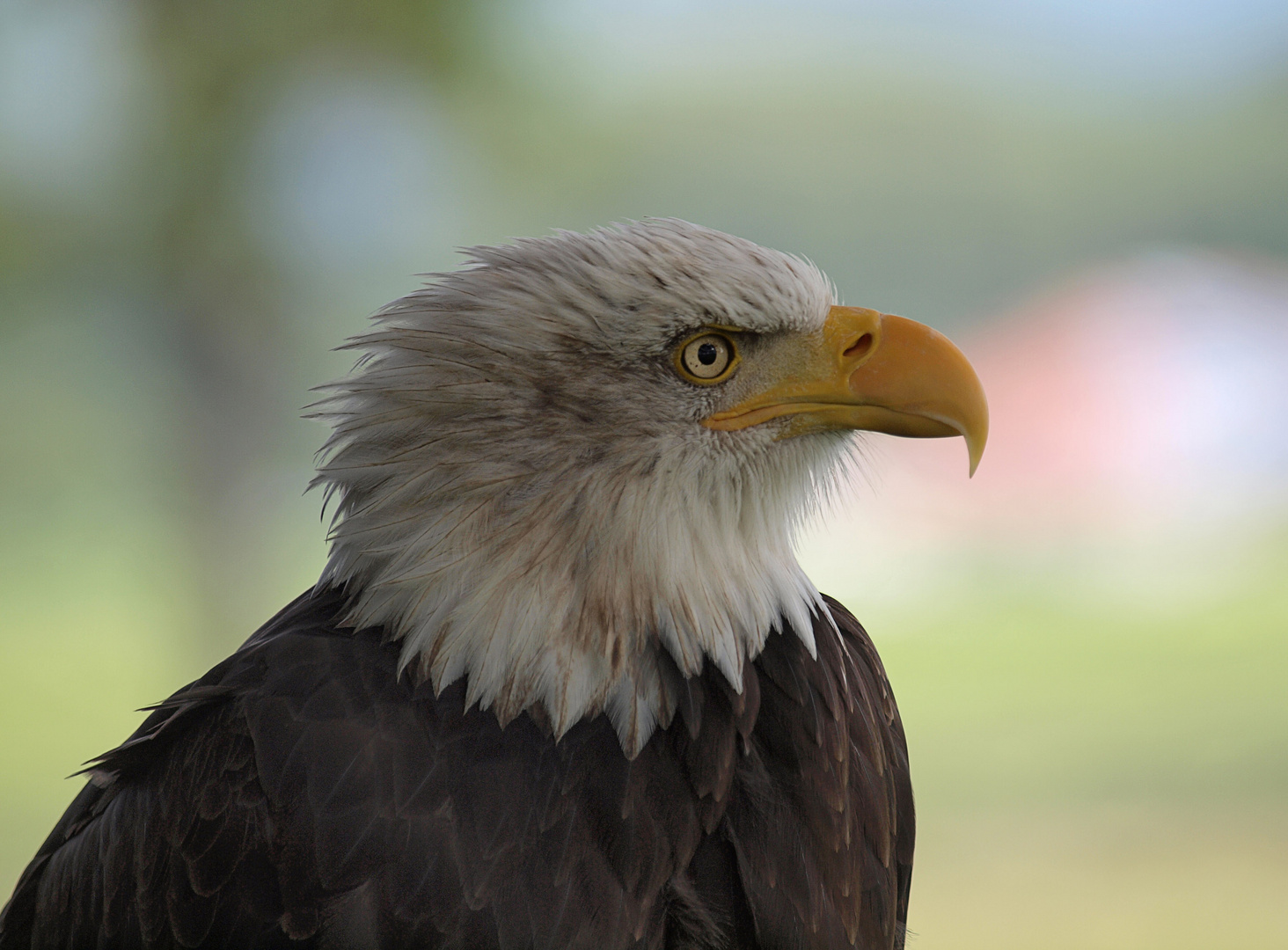 Weisskopfseeadler_03