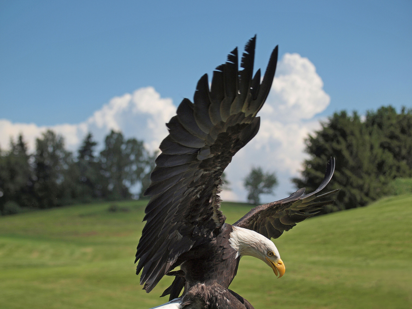 Weisskopfseeadler_04