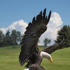 Weisskopfseeadler_04