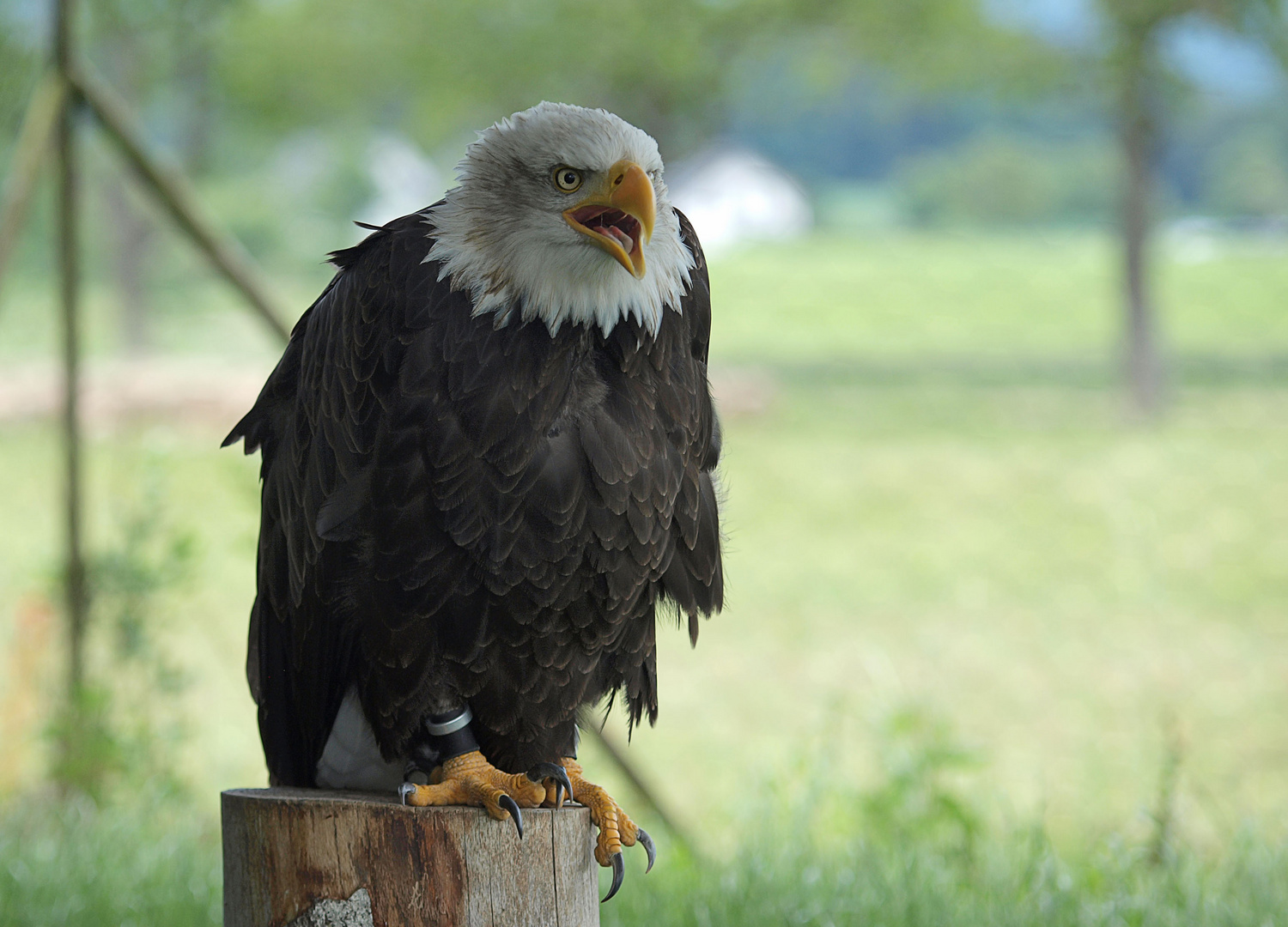 Weisskopfseeadler_05