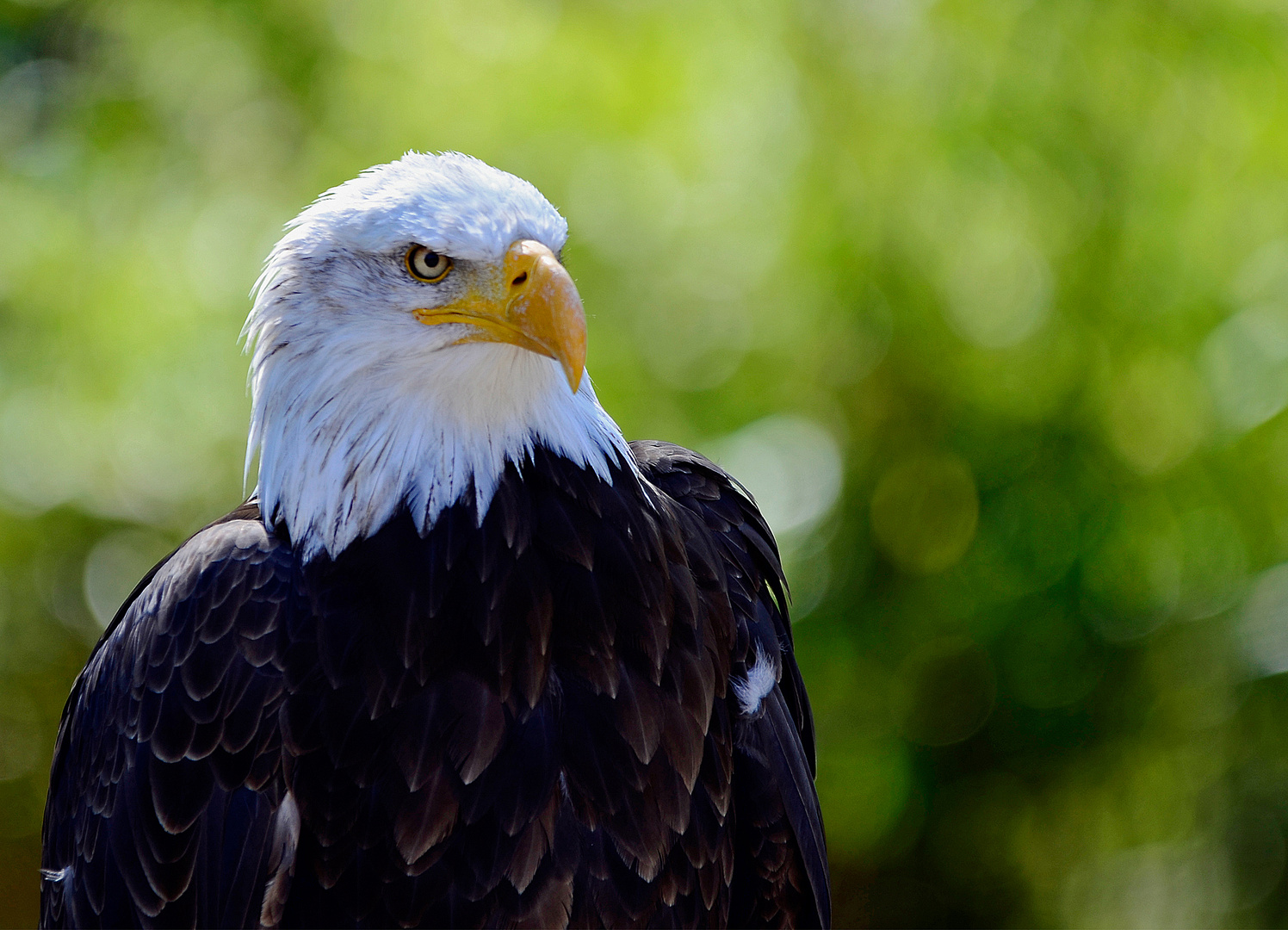 Weißkopfseeadler_1