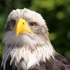 Weißkopfseeadler_2