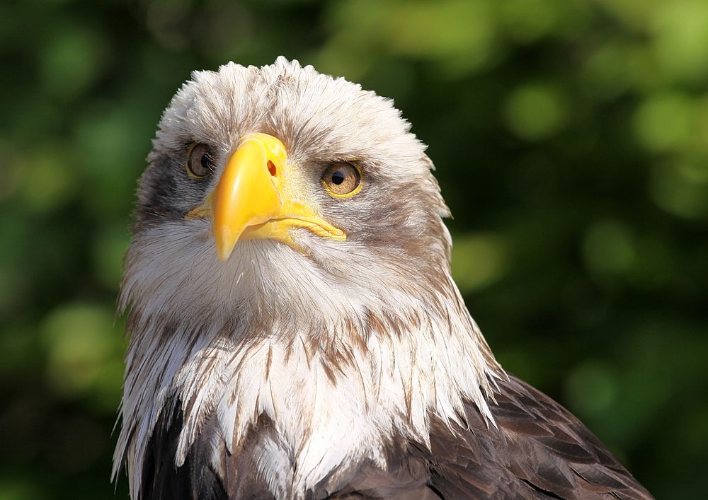 Weißkopfseeadler_2