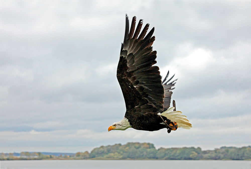 Weißkopfseeadler..2