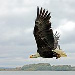 Weißkopfseeadler..2