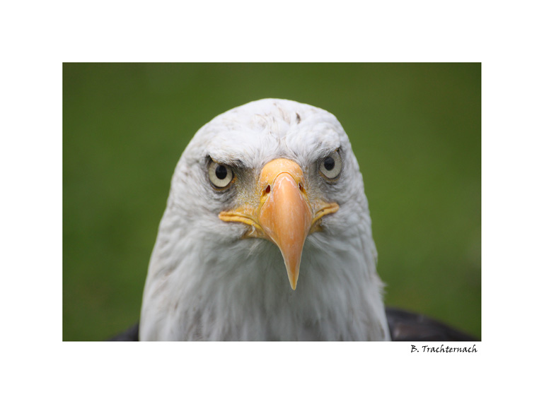 Weißkopfseeadler2