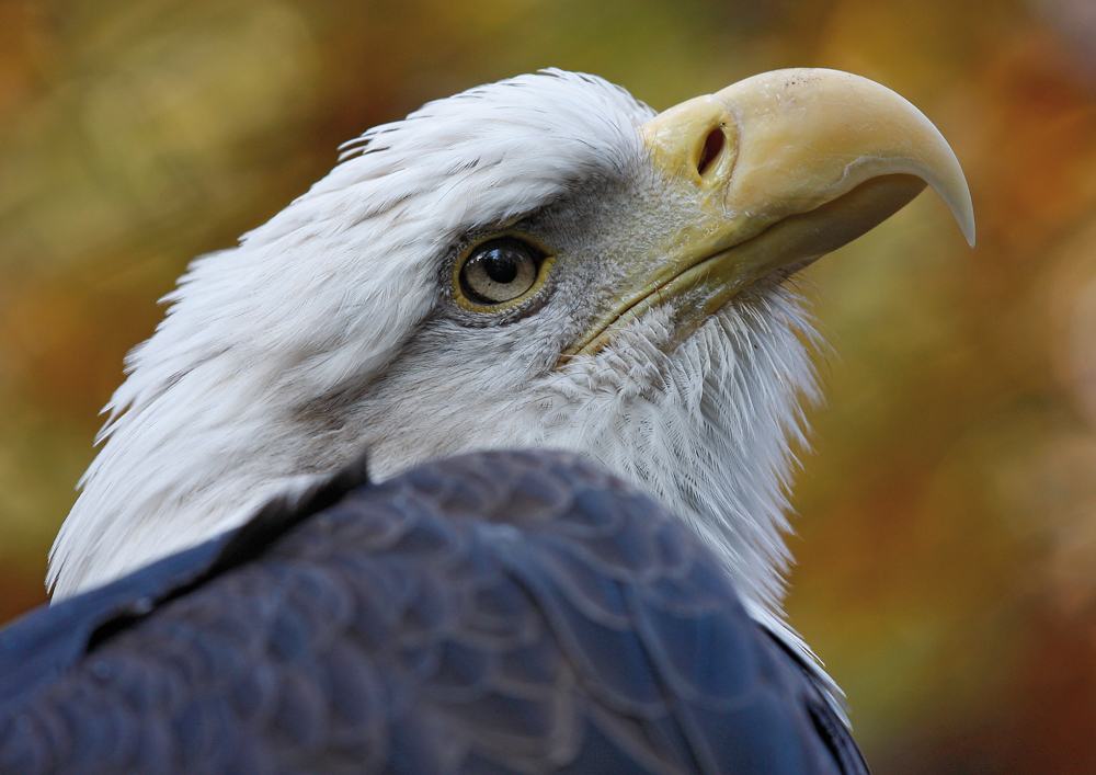 Weißkopfseeadler2 im Nürnberger Tiergarten