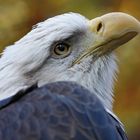 Weißkopfseeadler2 im Nürnberger Tiergarten