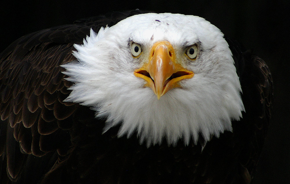 Weißkopfseeadler3.