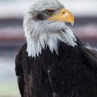 Weißkopfseeadler_85mm_1.4