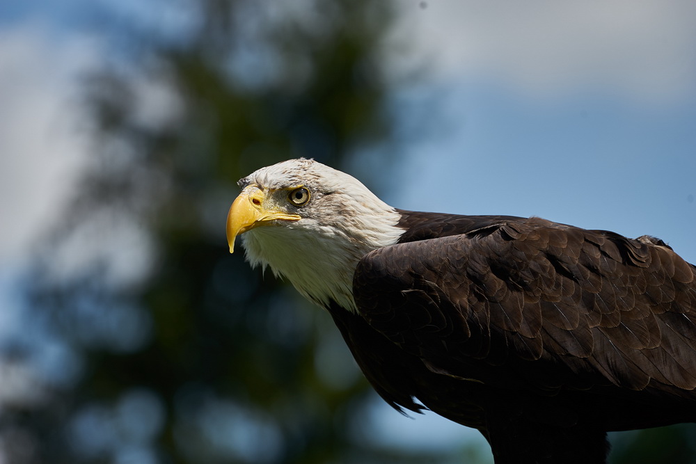 Weißkopfseeadler_fc