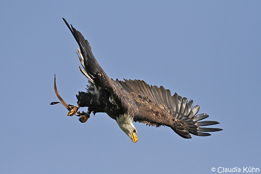 Weißkopfseeadlerflug 2