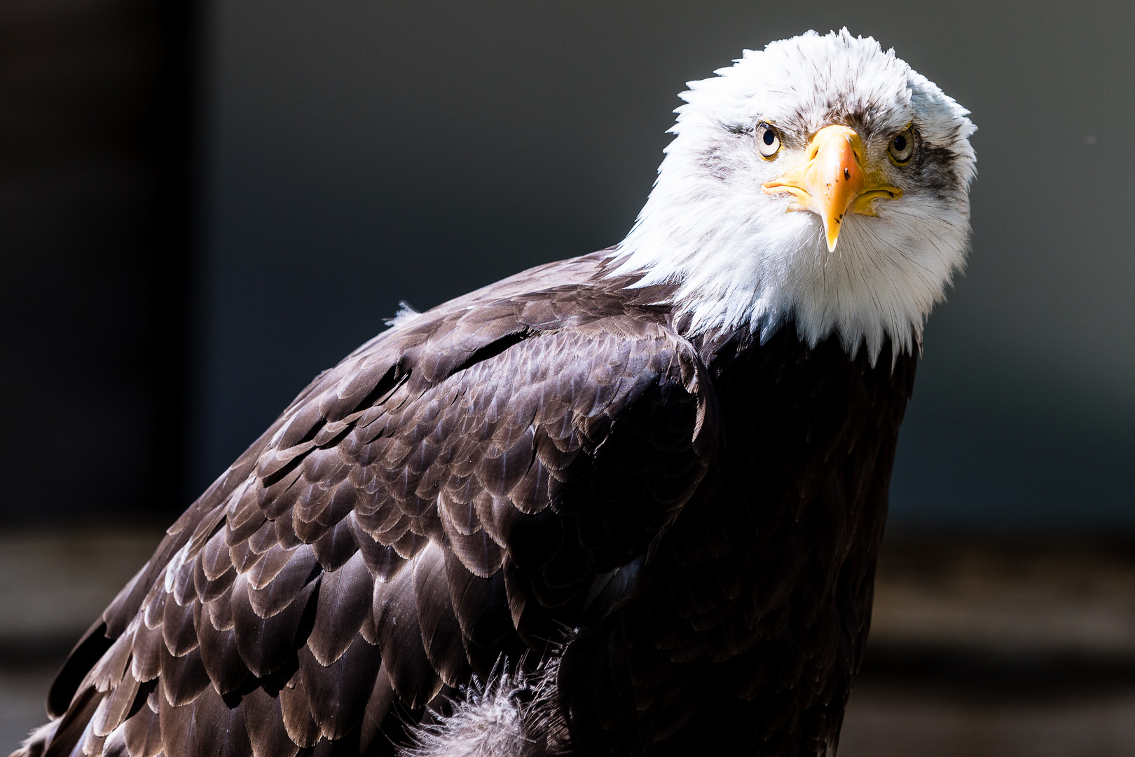 Weisskopfseeadler_junior