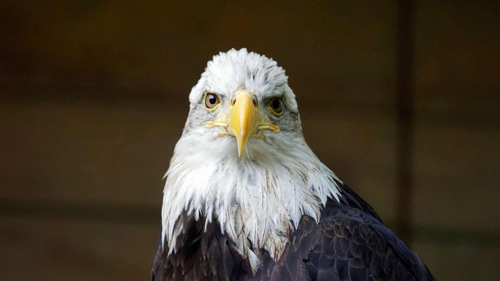 Weisskopfseeadlerportrait