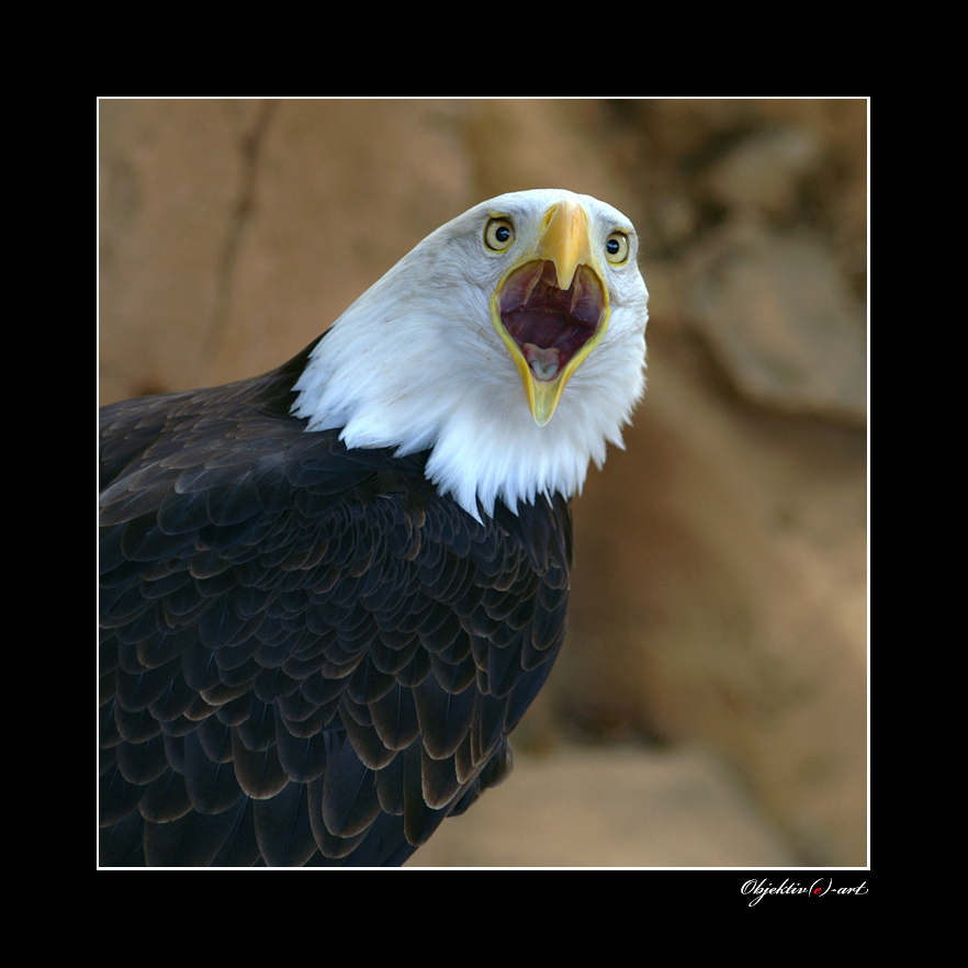 Weißkopfseeadler...stolz wie er ist