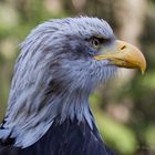 Weißkopseeadler Portrait