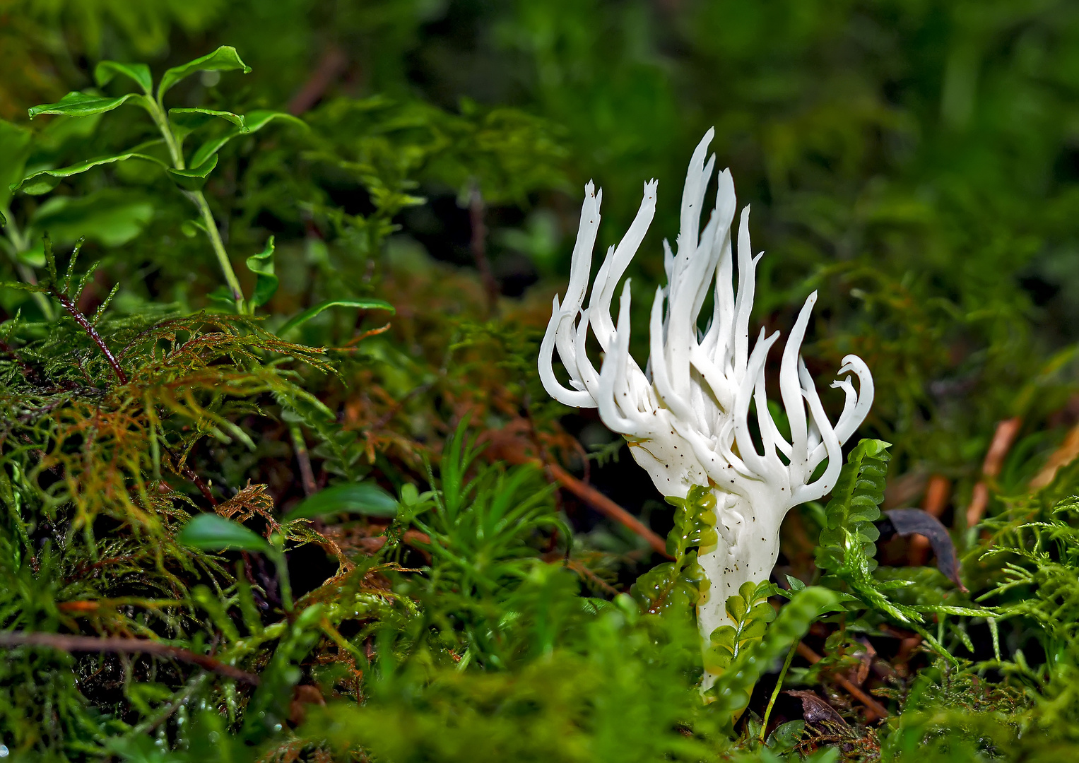 Weissliche Wiesenkoralle (Ramariopsis kunzei) - Champignon comestible!