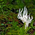 Weissliche Wiesenkoralle (Ramariopsis kunzei) - Champignon comestible!