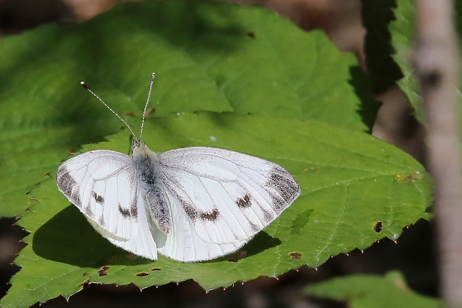 Weißling (2016_06_29_EOS 6D_6733_ji)