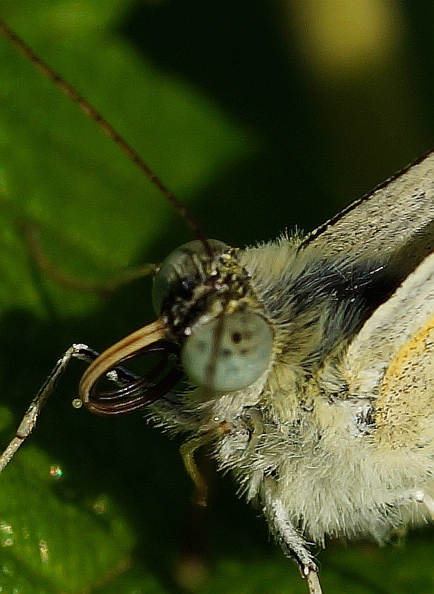 Weißling.