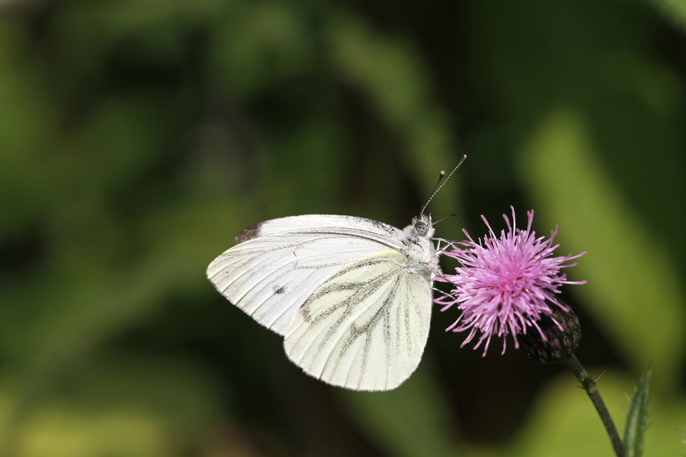 Weißling Foto & Bild tiere, wildlife, schmetterlinge Bilder auf