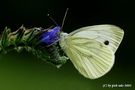 Weissling am blauen Natternkopf(Rapsweissling 2te Generation Pieris napi napi) von Udo Walter Pick