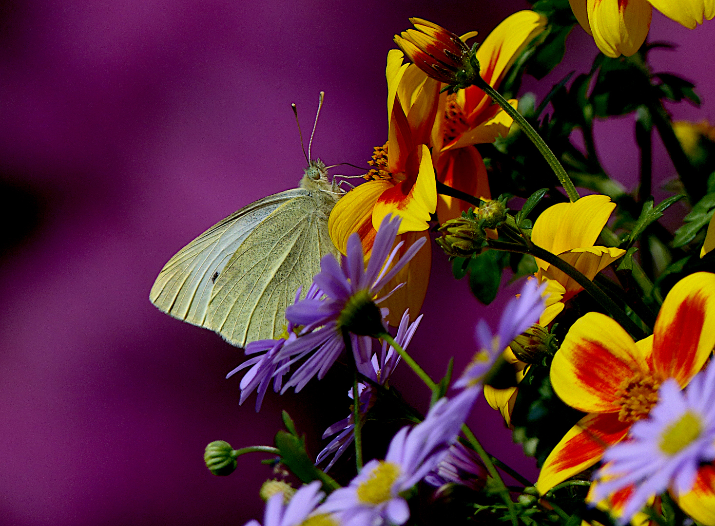 Weißling am Blumentag