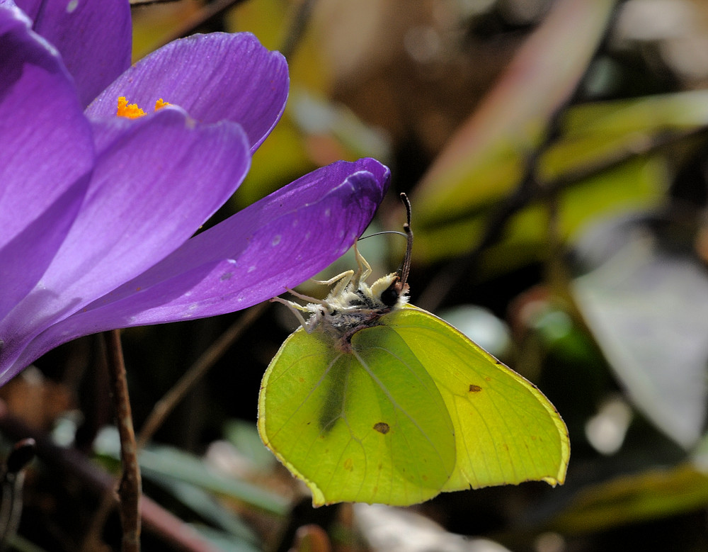 weißling am krokus