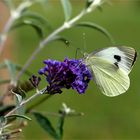 Weißling am Sommerflieder