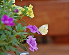 Weißling an Blüte - meine Güte -