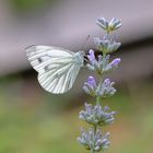 Weißling an Lavendel