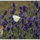 Weißling an Lavendel I