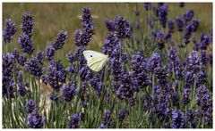 Weißling an Lavendel I