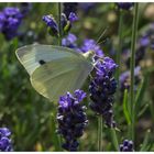 Weißling an Lavendel II