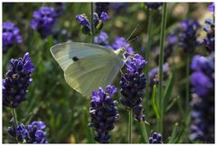 Weißling an Lavendel II