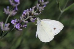 Weißling an Lavendelblüte