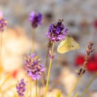 Weißling an lila Blume