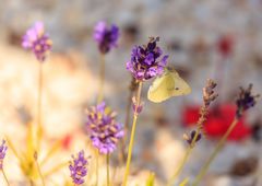 Weißling an lila Blume